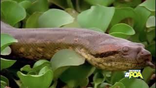 ANACONDA SIO WA KUMCHUKULIA POA KAMA NYOKA WENGINE /NI NYOKA MWENYE UWEZO WA KIPEKEE ZAIDI...