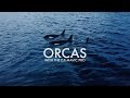 Orcas  dji mavic pro