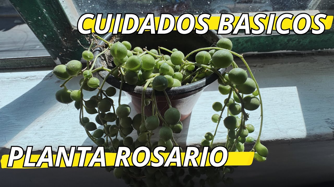 Planta Rosario ¿una suculenta para principiantes?