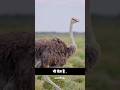 jaanvaro ke baare mai kuch dilchasp tathya part 2😲#animalfacts #facts #shorts