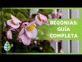 CUIDADOS de las BEGONIAS🌸 Cultivo, riego, reproducción y más