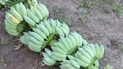 New Technique_ Grafting Apples In a cup of water with banana, How To Grow Apples Trees Many