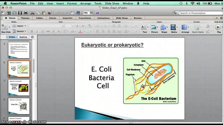 Guided Practice: Prokaryotic or Eukaryotic