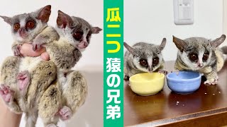 瓜二つ】猿の兄弟！ピザトル一家の長男と次男がそっくりで識別不可