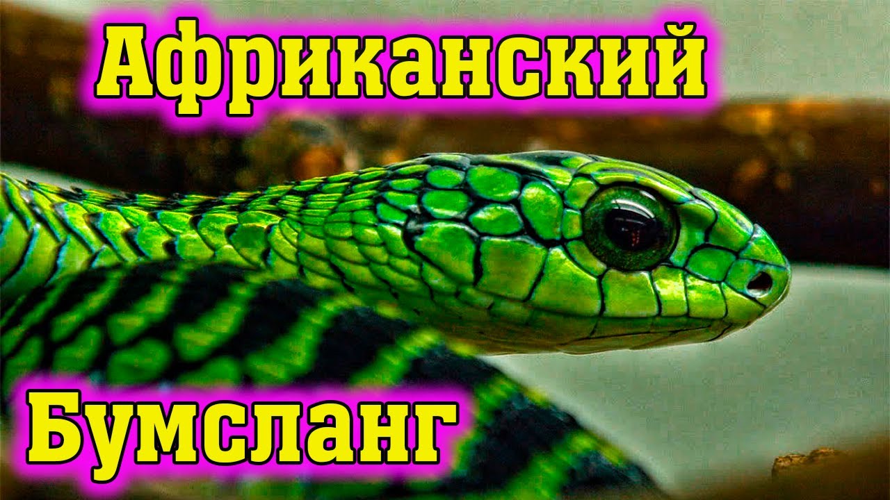 Африканский Бумсланг одна из самых опасных африканских змей