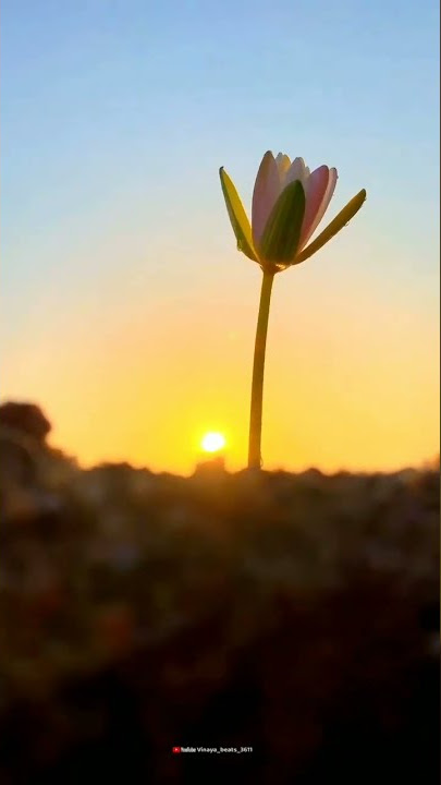 onde ondu maathu ne chandavagi haadi... love status video Kannada