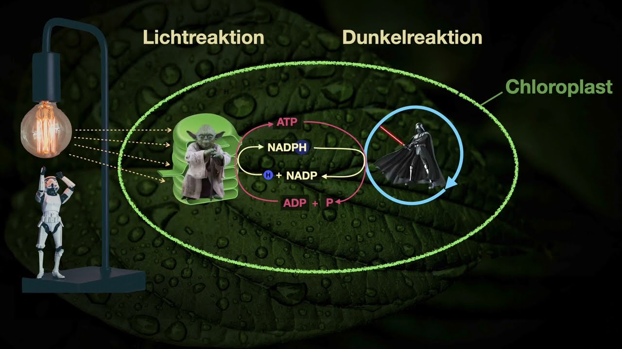 Licht- und Dunkelreaktion in der Fotosynthese – Biologie | Duden Learnattack