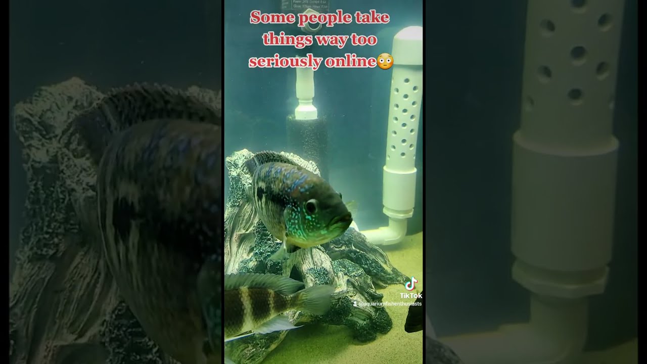 Cichlid Fish Haters Beware Shorts Fyp Foryou Fishtok