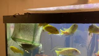 Cichlid time