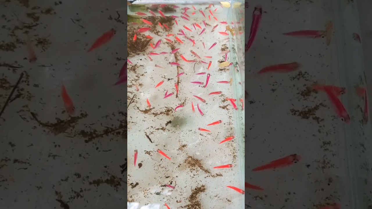 Glow Fish🐳🐋🎣 Breeding - Part 8 