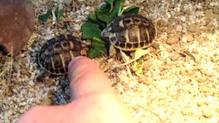 Terrarium pour jeunes tortues Hermann+ naissances