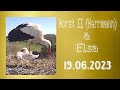 Storchennest Altlandsberg 19.06.2023 (Storchenkamera)
