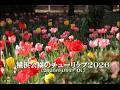 20260403横浜公園のチューリップ2026【４Ｋ】