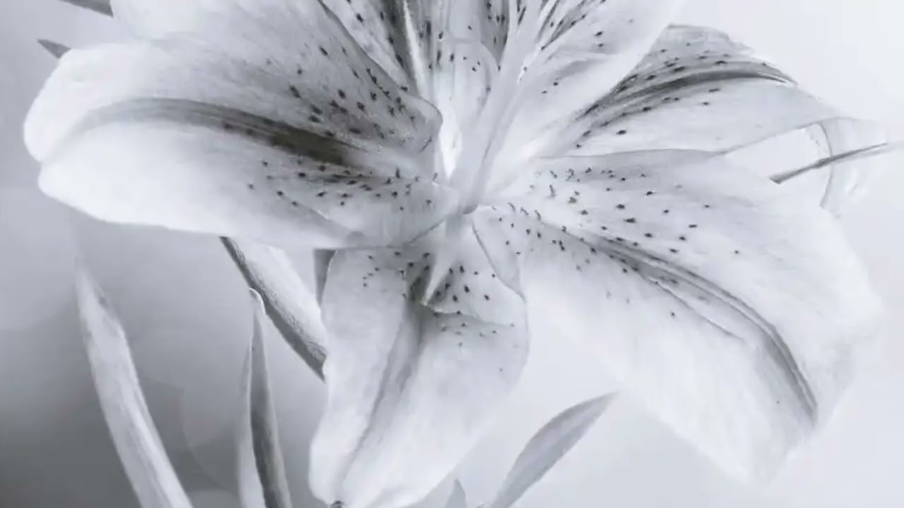 Nie pomachałaś na dowidzenia | Ku pamięci Reni