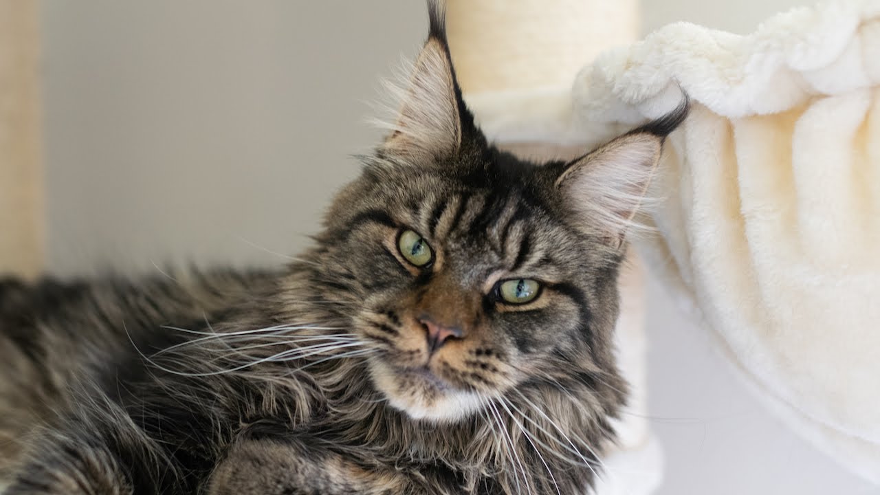 Are Maine Coons Good with Children? MaineCoon Monday 5 YouTube