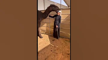 جمل ياكل صاحبه في المزاين 