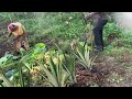 #how #to #plant #pineapples in#jamaica #paradise