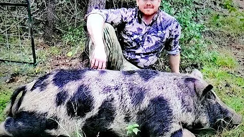 How To Build A Pig Trap ( We Caught Hogzilla !!)