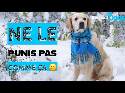 Vidéo: Comment être assertif avec les chiens