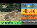 Sloughi dog facts in Bengali | African Dog Breed | Sighthound | Dog Facts Bengali