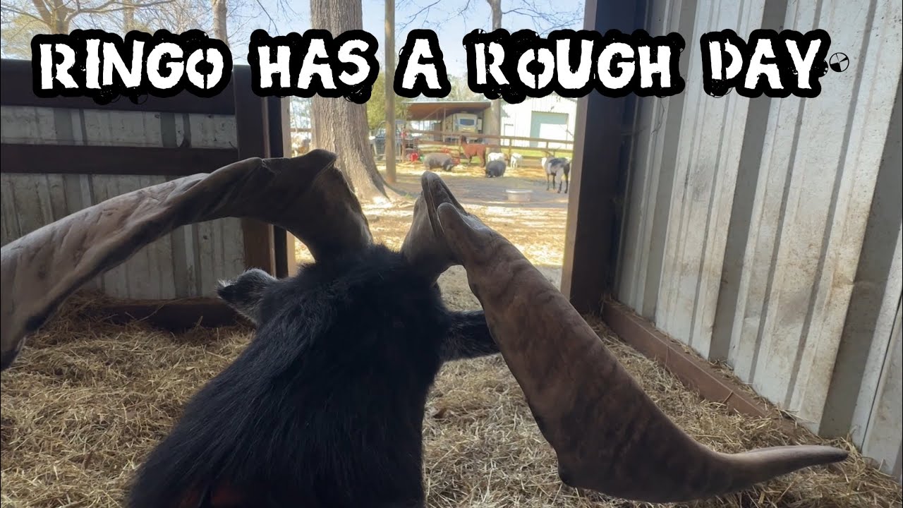 Roman Ringo Ringo Rescues Roman, Ringo, and much more - YouTube