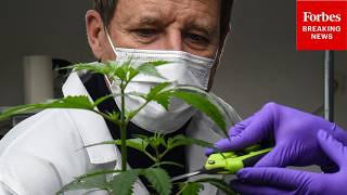 'Not Hocus Pocus': Cannabis CEO Touts Science Behind Medical Cannabis Benefits Amid Reschedule