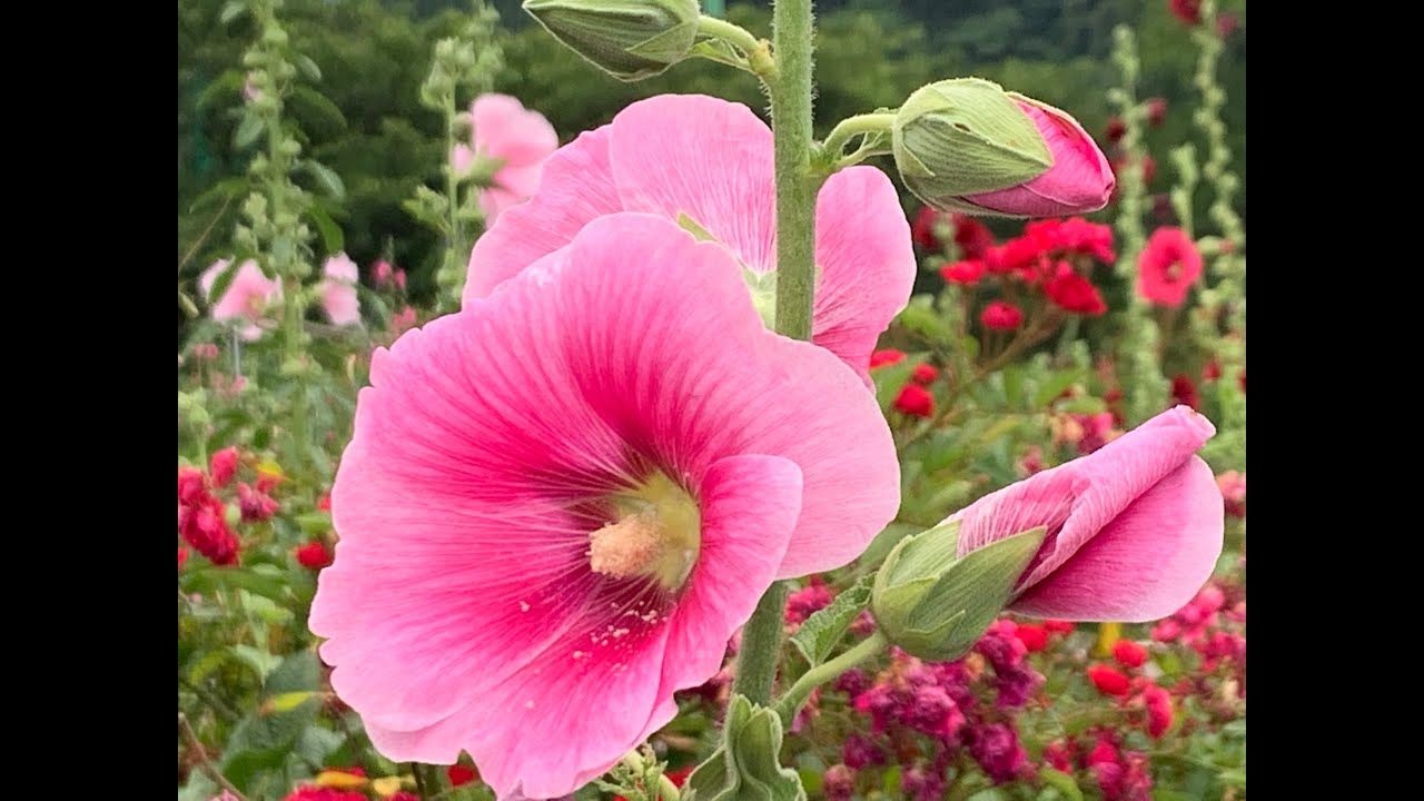 芙蓉の花が咲きました Youtube
