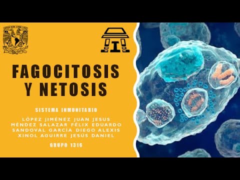 Vídeo: Formación De Trampa Extracelular De Neutrófilos Y Actividad Nucleasa En Pacientes Sépticos