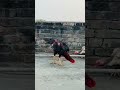 Aseel fighter murog bd