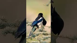 Pica Pica Or Eurasian Magpie Courtship Attitude! #shorts