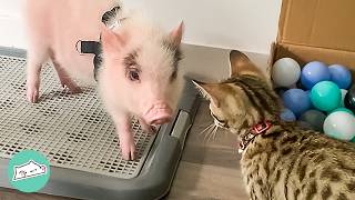 Grumpy Piglet Meets A Spunky Kitten. Now They Won't Stay Apart | Cuddle Buddies