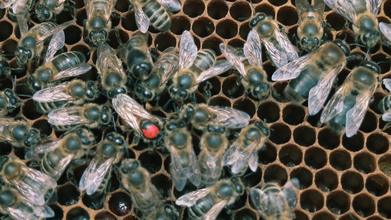 Has My New Queen Bee Started Laying Brood In The Beehive Yet ? Beekeeping UK Finding The Queen