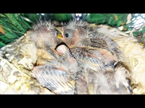 متى ينتهى موسم انتاج طائر الحسون