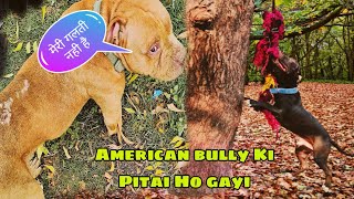 American Pitbull Terrier Workout 🔥