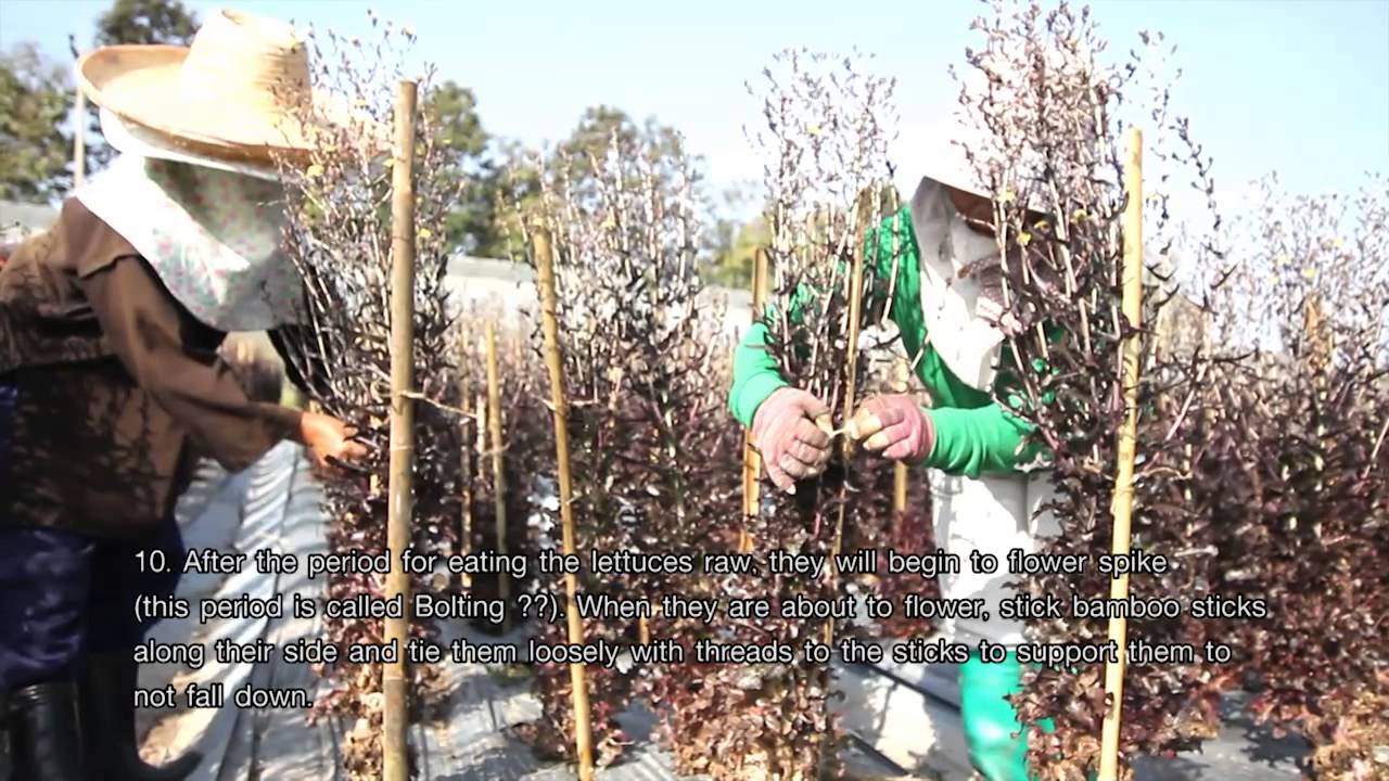 ปราชญ์แม่โจ้ ตอนการผลิตเมล็ดพันธุ์ผักอินทรีย์