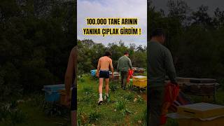 100.000 Tane Arının Yanına Girdim