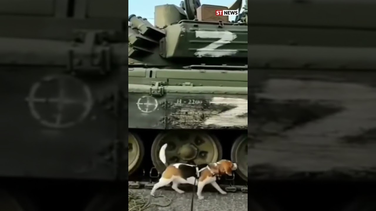 Did a Ukrainian dog just capture a Z tank and was on leash all the time? Stand with 🇺🇦 