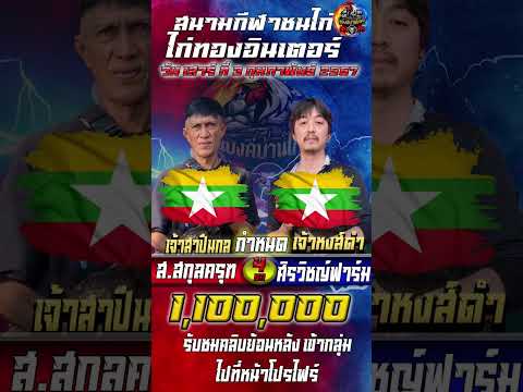 ประวัติไก่ชนเงินล้าน/ประจำวันที่3/2/67/ ส.สกุลครุฑvsศิรวิชญ์ฟาร์ม