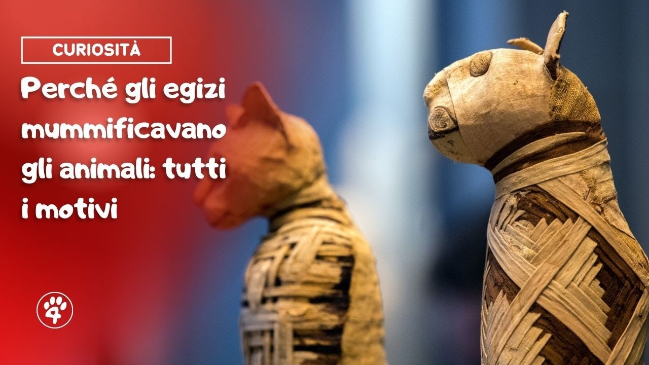 Perch Gli Egizi Mummificavano Gli Animali Tutti I Motivi 