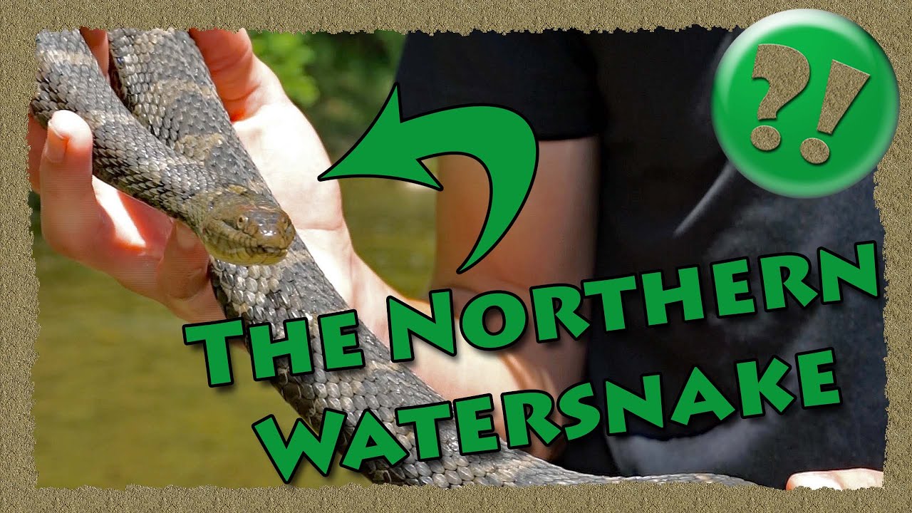 The Northern Watersnake (Nerodia sipedon sipedon)