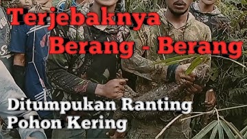 Sarang Otter Didalam Tumpukan Ranting Pohon Kering