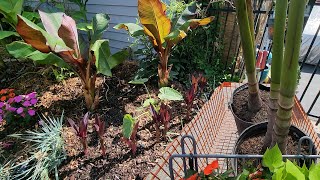 Creating a Tropical Landscape & New Palms For The Miami Planters