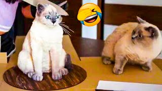 Funniest Cats  And  Dogs    Funny Cute Animal Videos