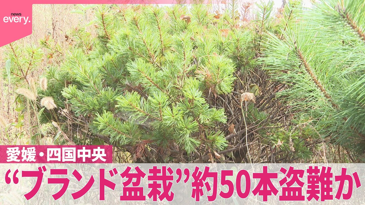 ブランド盆栽”盗難か】「60年手塩にかけて育てたものを…｣赤石五葉松