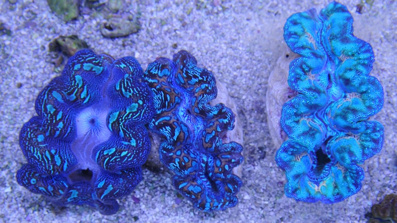 ヒメシャコガイ スペシャルカラー 沖縄産飼育販売マリンキープ Youtube