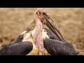 Undertaker Birds Defend Their Catch from an Eagle