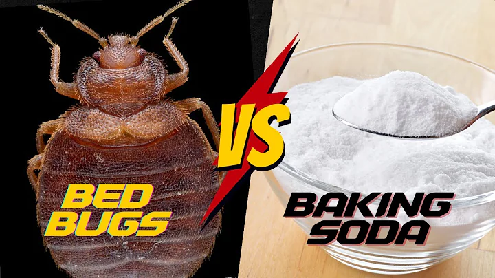 Does Baking Soda REALLY work for Bed Bugs?  [COMPLETE Tutorial]