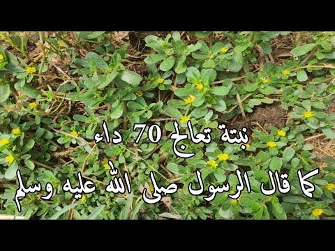 ان شاهدت هذه النبتة في منزلك فقد اغناك الله عشبة  الرجلة أو  البقلة المذكورة في القرآن