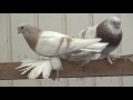 Tauben / Pigeons / Мои голуби / Germany / 01.01. 2017 / Рассказываю про породу голубей-тасманы 1 ч.