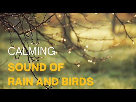 Calming Sound of Rain and Birds In The Forest